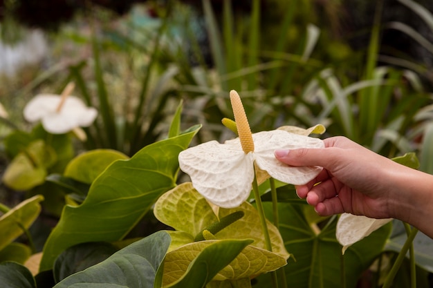 Close-upvrouw wat betreft bloemen in serre