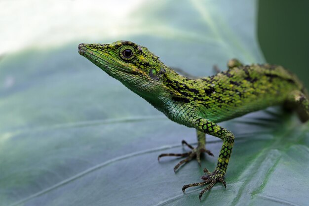 Closeup hoofd van Pseudocalotes hagedis met natuurlijke achtergrond