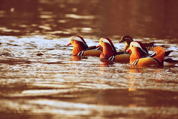 Closeup mannelijke mandarijneend Aix galericulata zwemmen op het water met reflectie Een prachtige vogel die in het wild leeft