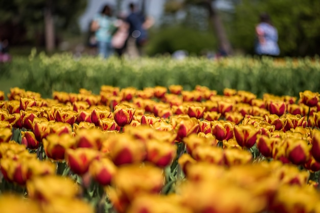 Gratis foto closuep shot van mooie gele en rode tulpen groeien in het veld