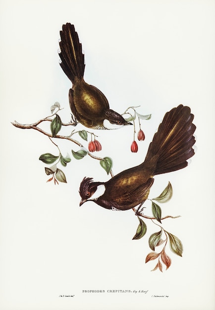 Coach-Whip Bird (Psophodes crepitans) geïllustreerd door Elizabeth Gould