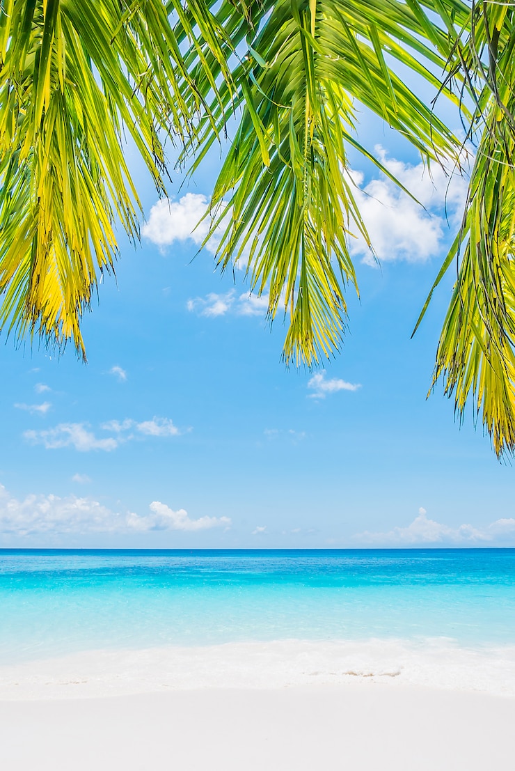Gratis Foto coconut palmboom blad