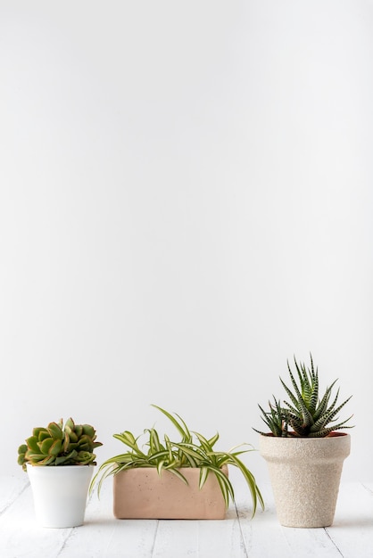 Collectie van levendige planten met kopie ruimte