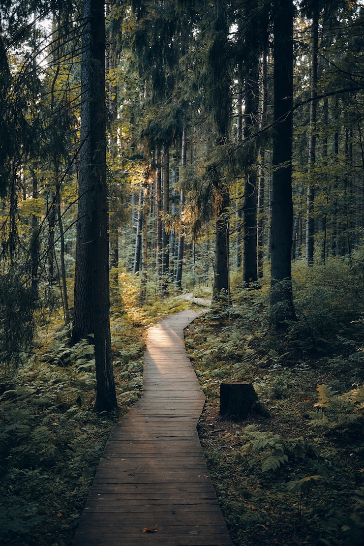 Gratis Foto concept van natuur, reis, reizen, trekking en zomer. verticaal schot van weg in park dat tot bebost gebied leidt. buiten mening van houten promenade langs hoge pijnbomen in ochtendbos