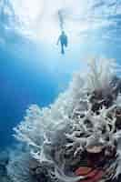 Gratis foto coral bleaching threat sealife