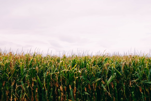 Cornfield onder de bewolkte hemel