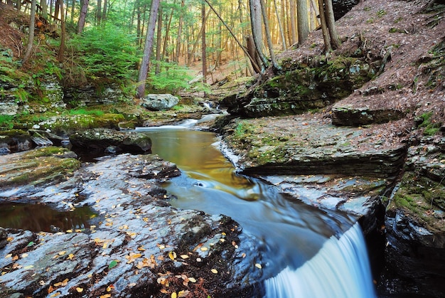 Creek in Forest