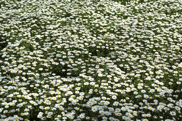 Daisies veld