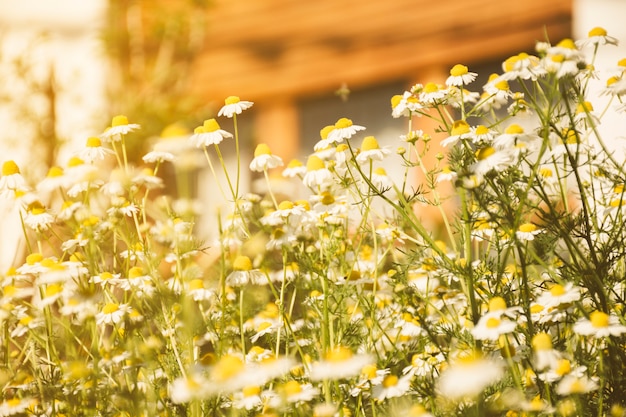 Daisy-bloem het groeien op weide