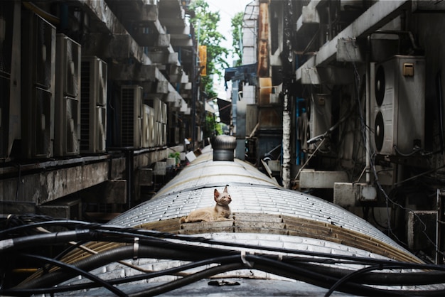Dakloze Baby Cat City Lonely Concept