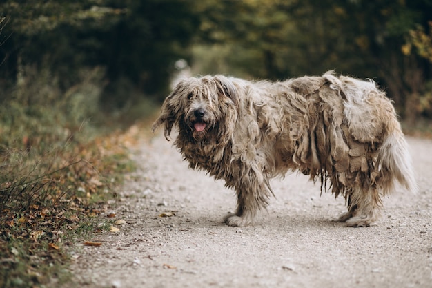 Dakloze oude hond die in park loopt