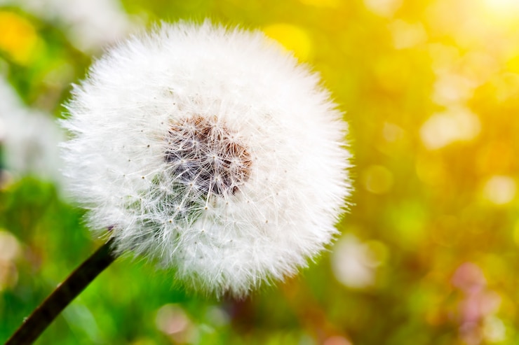 Gratis Foto dandelion close