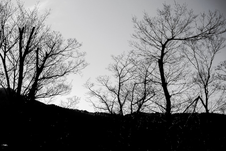 Gratis Foto dark zone in het bos