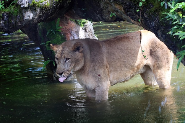 De Afrikaanse leeuw bij de rivier ziet er dorstig uit Afrikaanse leeuw close-up