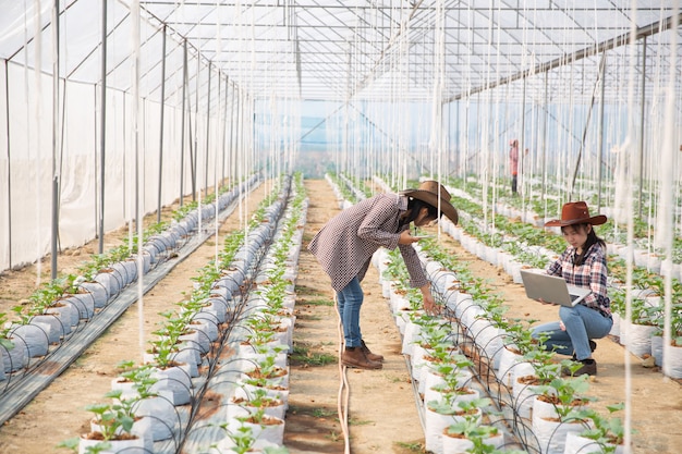 De agronoom onderzoekt de groeiende meloenzaailingen op de boerderij, boeren en onderzoekers in de analyse van de plant.