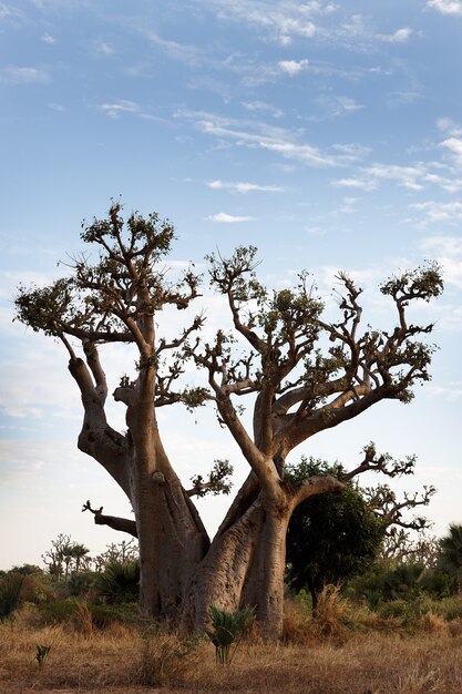 de baobab