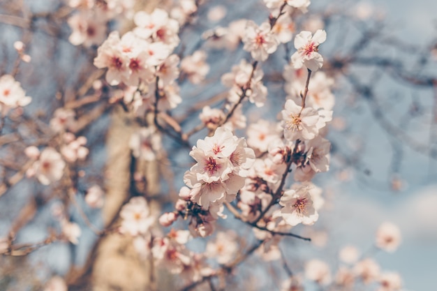 De bloesemboom van de zijaanzichtkers met hemel