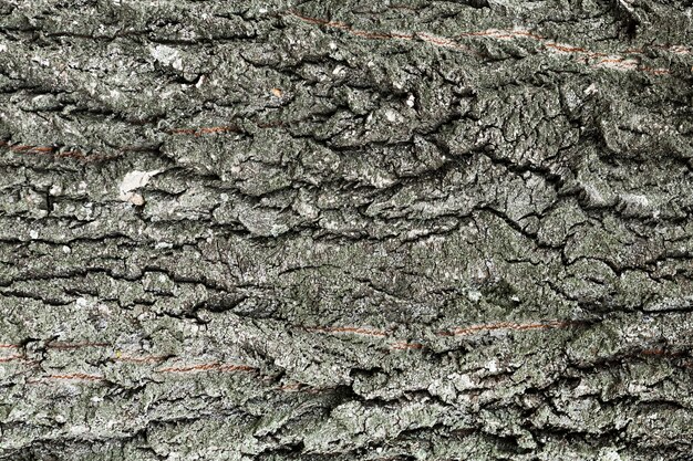De boomstam houten achtergrond van de boom in grijze schaduwen