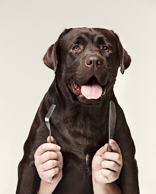 Gratis foto de collage met chocolade labrador en mannelijke handen. de vork en de lepel van de hondholding voor eten geïsoleerd op witte muur