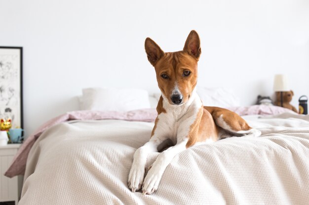 De droevige en bedachtzame kleine pup van het basenji-ras ligt op bed, op luie zondagochtend, kijkt naar beneden en fronst. Eenzame hond wacht thuis op eigenaar