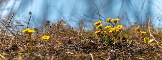 De eerste lentebloemen van moeder-en-stiefmoeder tussen het droge gras bij zonnig weer