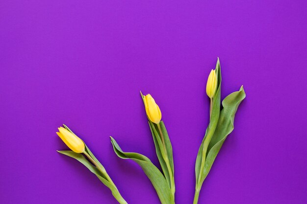 De gele regeling van tulpenbloemen op violette exemplaar ruimteachtergrond
