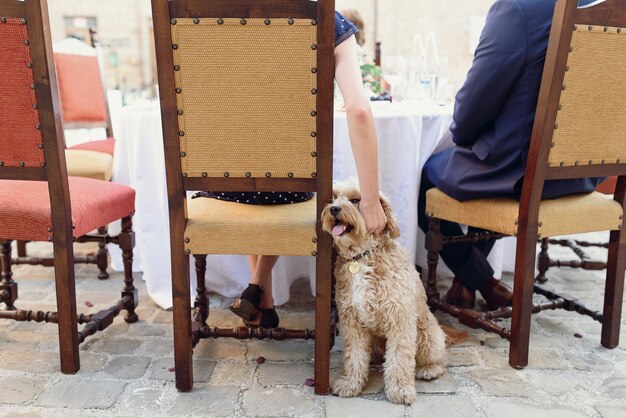 De gelukkige pluizige hond zit achter de stoel terwijl de vrouw het strijkt
