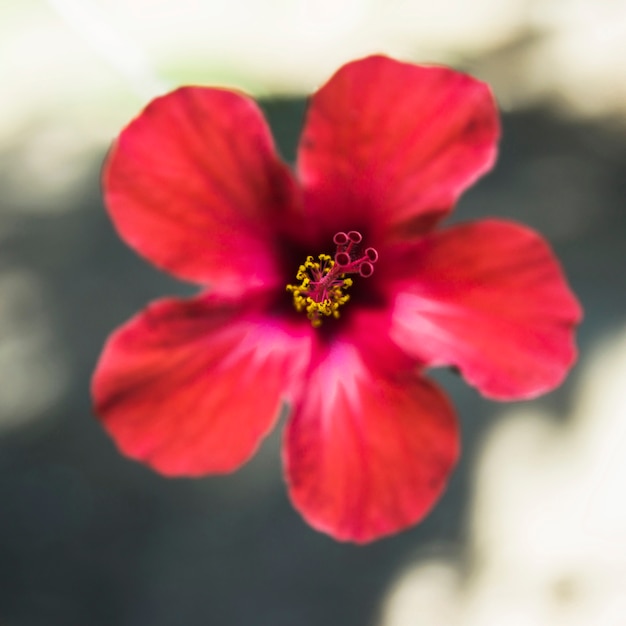 De gevoelige heldere bloem van de close-up