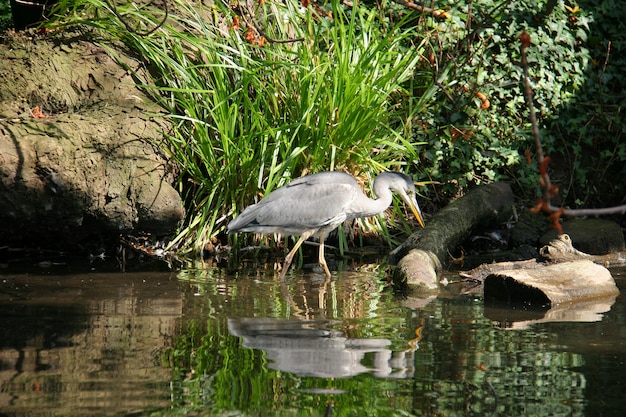 De grijze reiger