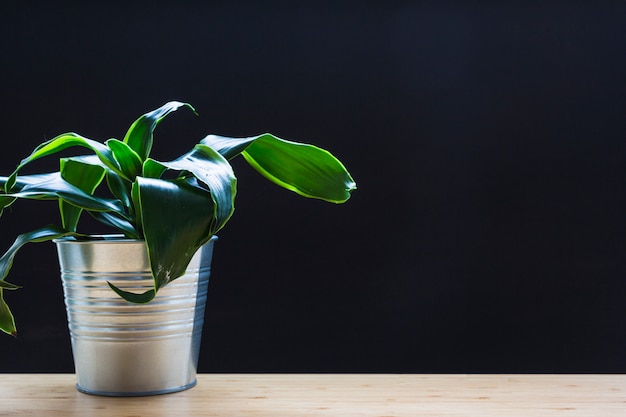 Gratis foto de groene bladereninstallatie in zilver kan op houten bureau tegen zwarte achtergrond