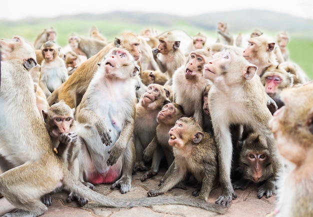 De groep apen wacht en eet hun voedsel over de achtergrond van de onduidelijk beeldberg