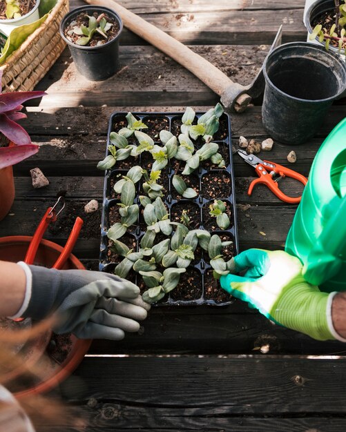 De hand van de mannelijke en vrouwelijke tuinman die de zaailing in de zwarte krat raken