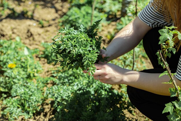 De hand van een vrouw plukt peterseliebladeren in de tuin.