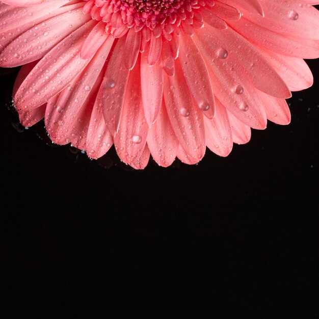 De helft van roze gerbera en zwarte achtergrond