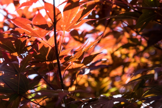 De herfstconcept van close-up kleurrijk bladeren