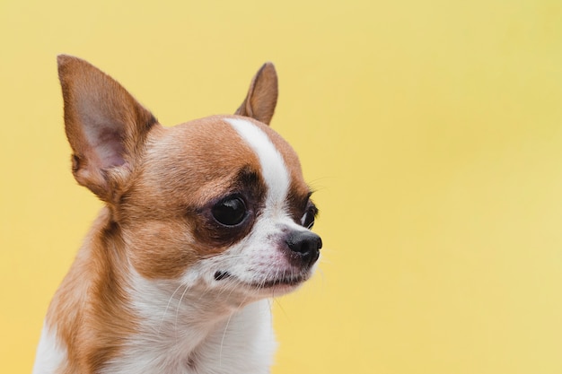 De hond van close-upchihuahua op gele exemplaar ruimteachtergrond