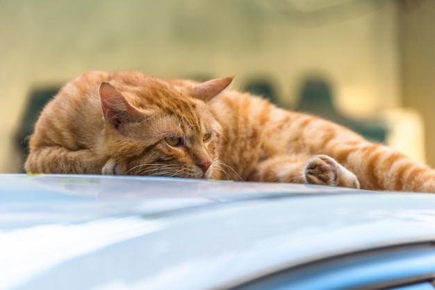 De kat ligt op het auto-dak