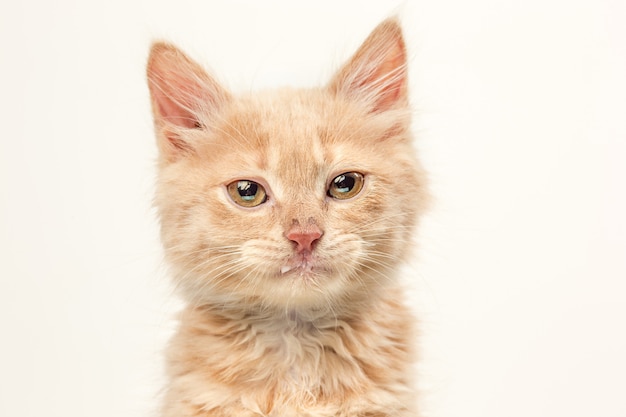 De kat op de witte muur