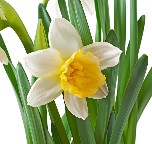 Gratis foto de lente bloeit geïsoleerde narcissen.