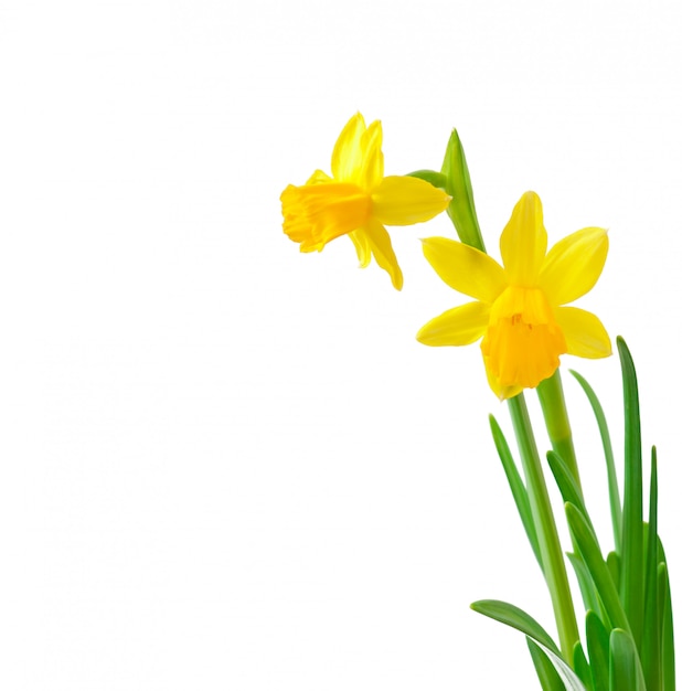 De lente bloeit narcissen die op wit worden geïsoleerd