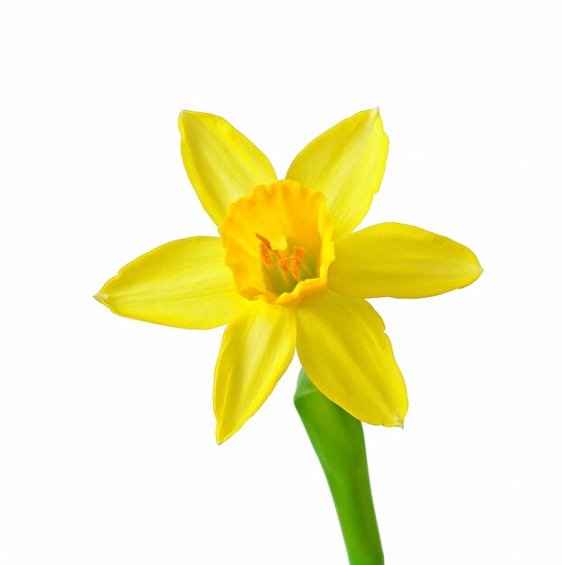 De lente bloeit narcissen die op wit worden geïsoleerd