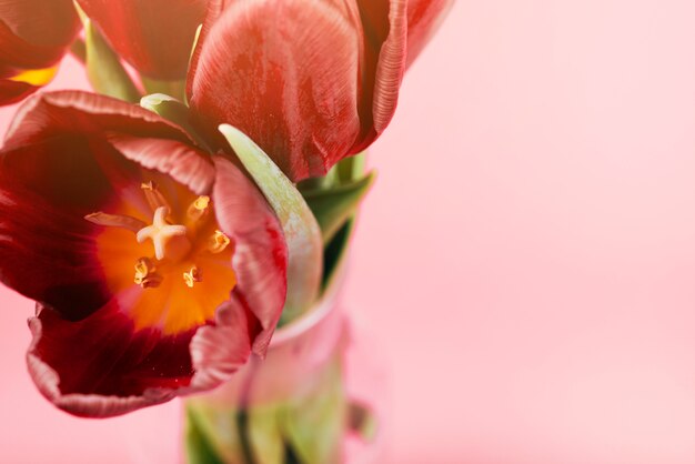 De lente mooie tulp in vaas tegen roze achtergrond