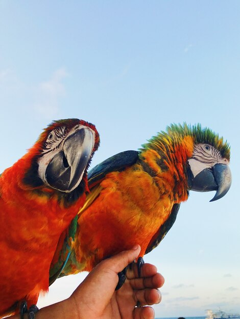 De man houdt twee kleurrijke macaw papegaaien op zijn arm