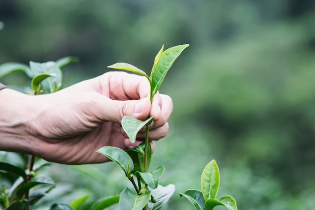 De mensenoogst / plukt verse groene theebladen bij het hoge gebied van de landthee in Chiang Mai Thailand