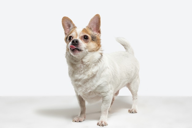 De metgezelhond van Chihuahua stelt. Het leuke speelse crème bruine hondje of huisdier spelen geïsoleerd op witte studioachtergrond. Concept van beweging, actie, beweging, huisdierenliefde. Ziet er gelukkig, opgetogen, grappig uit.