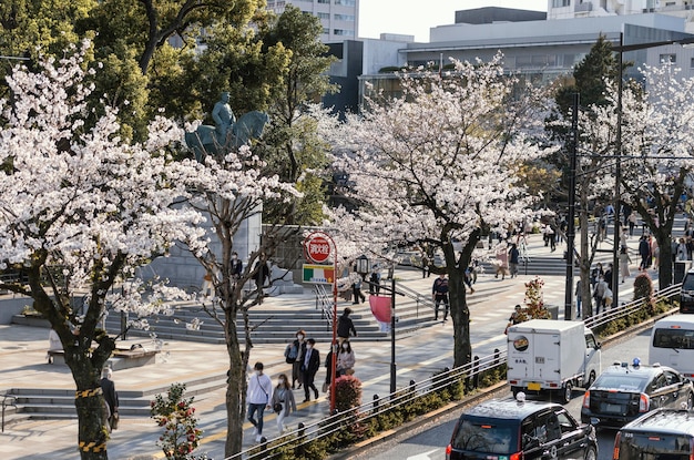 Gratis foto de mooie bloesem van de perzikboom in tokyo