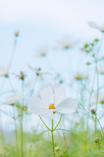 Gratis foto de mooie purpere tuin van kosmosbloemen