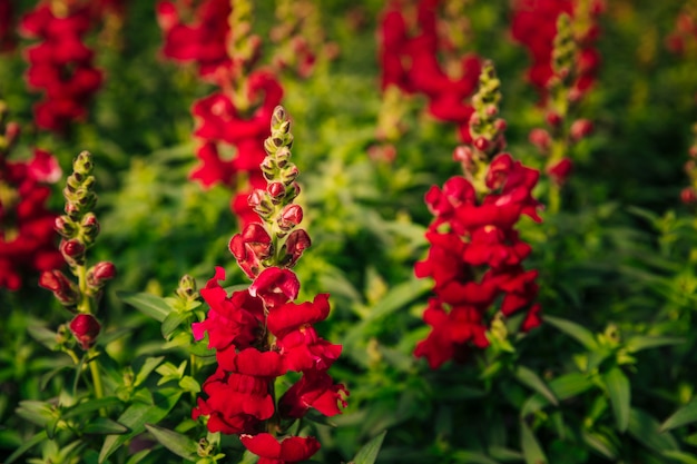 De mooie rode leeuwebekbloemen in de tuin