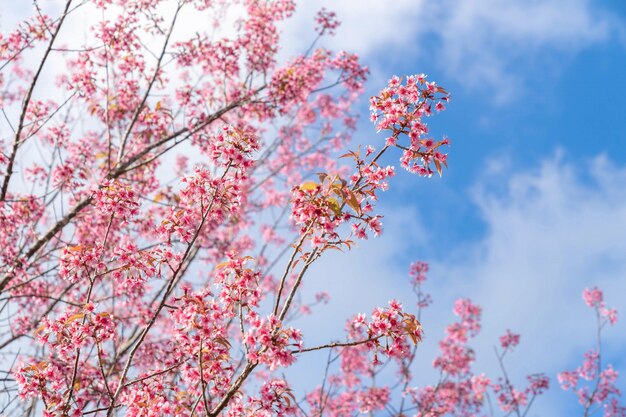 De mooie roze Kers van kersenprunus cerasoides Wilde Himalayan zoals sakusabloem die in Noord-Thailand, Chiang Mai, Thailand bloeien.