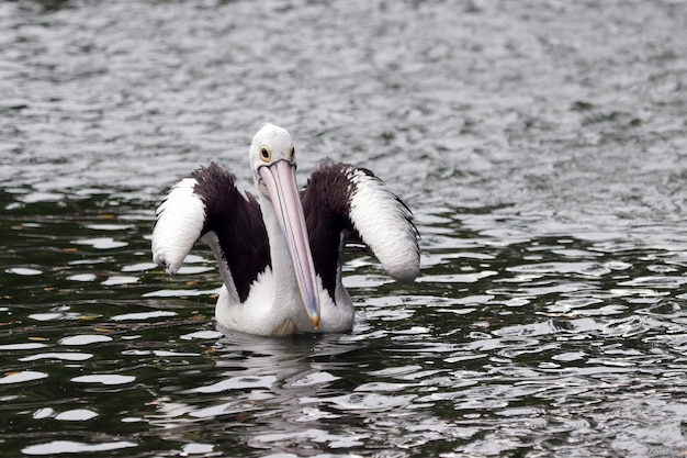 de pelikanen die in de rivier naar voedsel zwemmen zien er prachtig uit met de schaduwen in het water